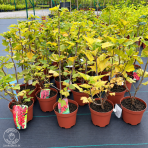 Ríbezľa červená (Ribes rubrum) ´JONKHEER VAN TETS´ - výška 40-60 cm, skorá, kont. C2L - KRÍKOVÁ